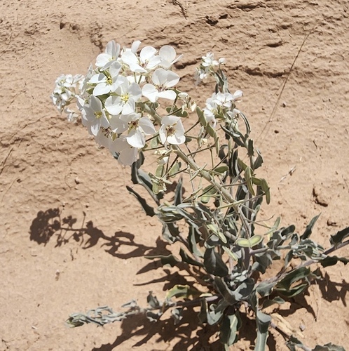 Touristplant