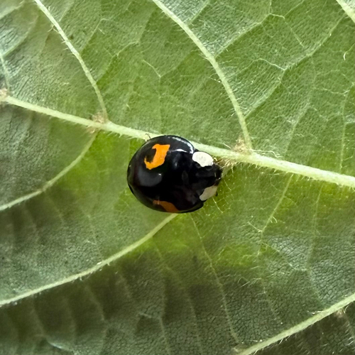 Asian Lady Beetle