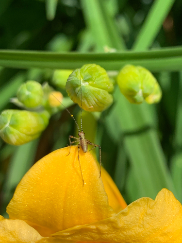 Mediterranean Katydid