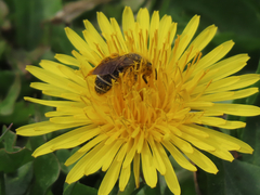 Halictus