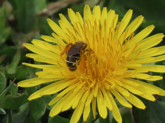 Halictus