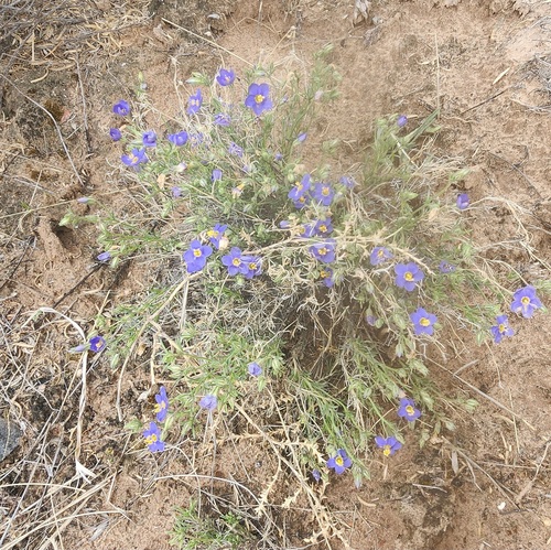 Prickleaf Gilia