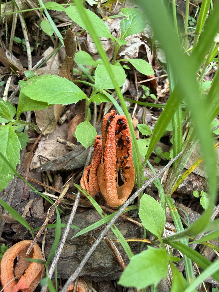 stinky squid · June 2026 · photo: Photo: no rights reserved · iNaturalist