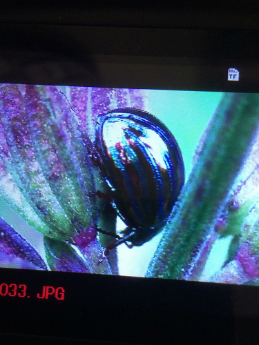 Rosemary Beetle