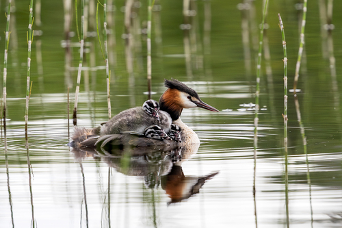 Eurasian Great Crested Grebe