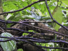 Microcerculus marginatus