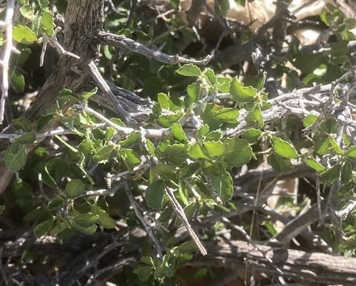 desert myrtlecroton
