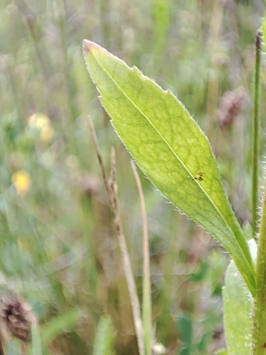 annual fleabane