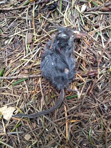 Trowbridge's Shrew