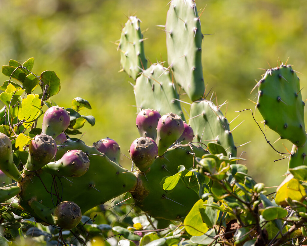 Opuntia arechavaletae; photograph author not stated, no rights reserved