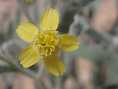 Baileya pauciradiata