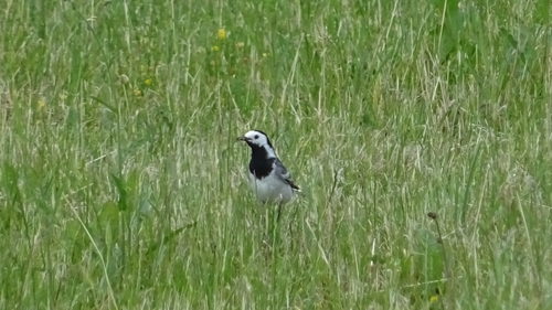 White Wagtail