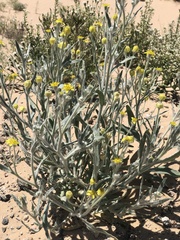 Baileya pauciradiata