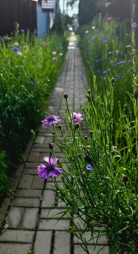 Cornflower