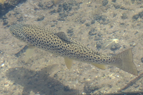Brown Trout