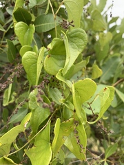 Dioscorea sylvatica