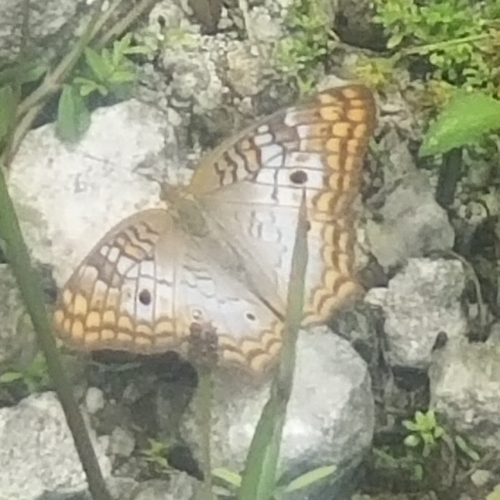 White Peacock