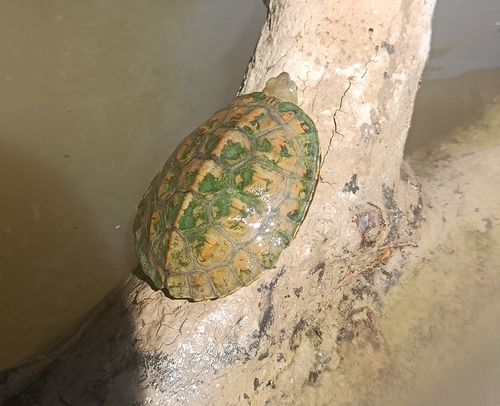 Mediterranean Turtle