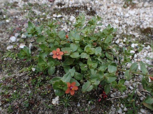 scarlet pimpernel