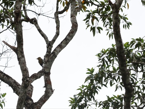 Yellow-browed Woodpecker (Piculus aurulentus), photo 8