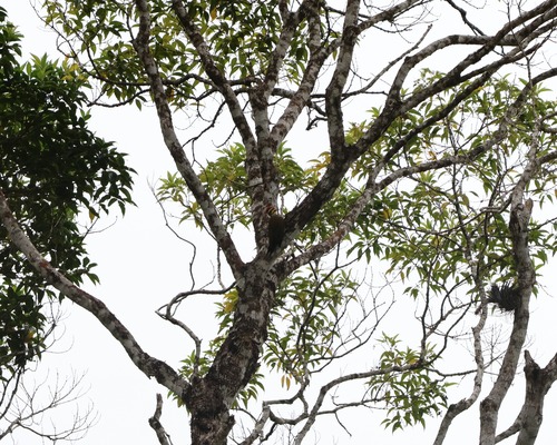 Yellow-browed Woodpecker (Piculus aurulentus), photo 7