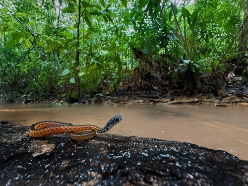 Spotted Keelback