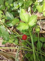 Potentilla indica
