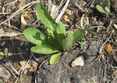 Primula meadia