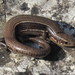 Coal Skink - Photo (c) Jared Gorrell, some rights reserved (CC BY-NC), uploaded by Jared Gorrell