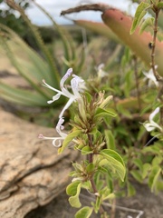 Hypoestes aristata alba