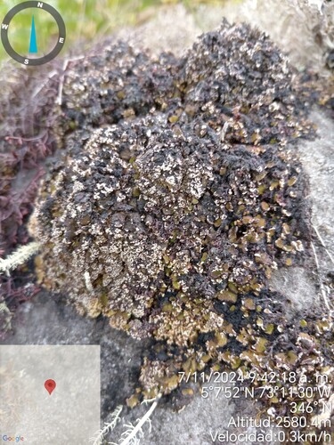Placidium squamulosum