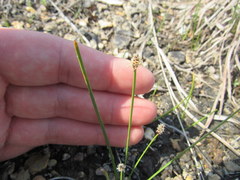 Eleocharis compressa