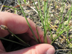 Eleocharis compressa