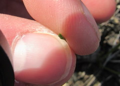 Eleocharis compressa