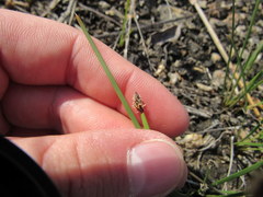 Eleocharis compressa