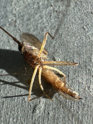 Winter Marsh Mosquito