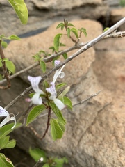Hypoestes aristata alba