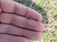 Eleocharis compressa