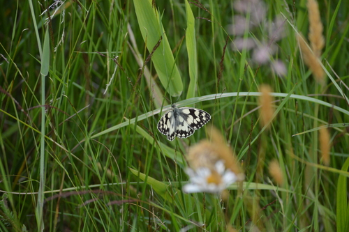 Marbled White