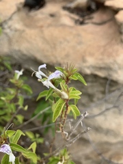 Hypoestes aristata alba