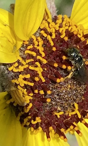 iNaturalist observation photo of Bees