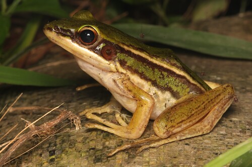 Hylarana erythraea