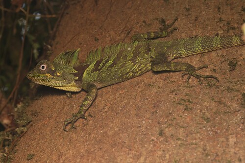Gonocephalus klossi