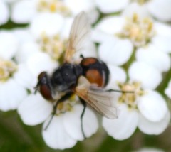 Gymnoclytia occidentalis