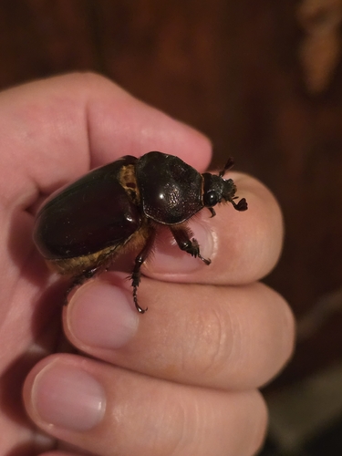 Aloeus Ox Beetle