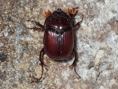 Eucanthus lazarus