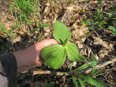 Trillium viride