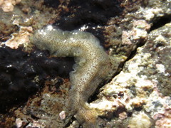 Enchiridium punctatum