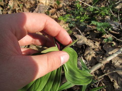 Trillium viride