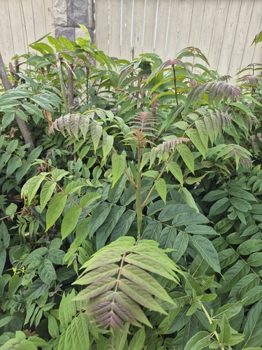tree-of-heaven
